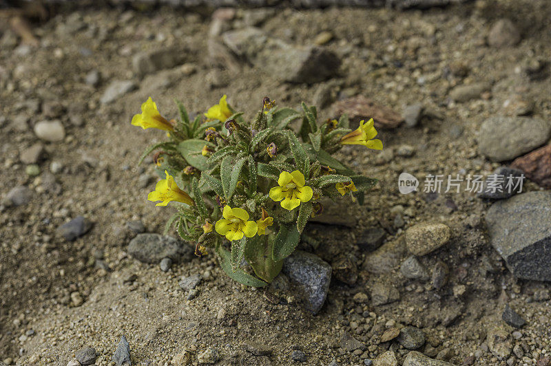 矮猴花(Mimulus nanus varh . mephiticus)是一种黄色和紫色的花，生长在绿河地区，鸟谷部国家森林。微孔竹变种。加州。